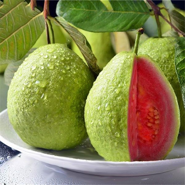 Red Diamond Guava Plant